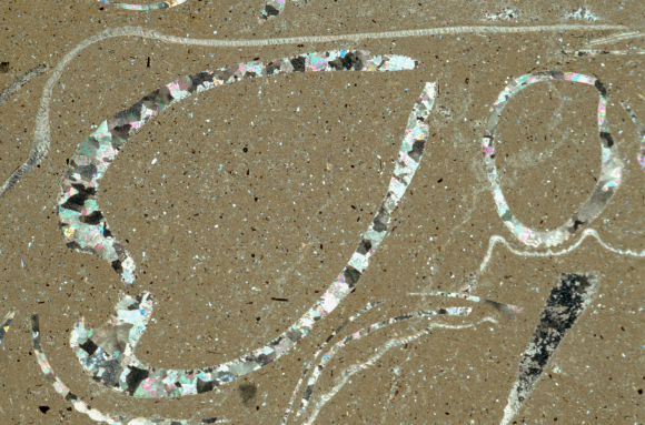 Lumachelle ou calcaire coquillier - Coquille de bivalve en CL dans calcaire coquiller LPA x2,5